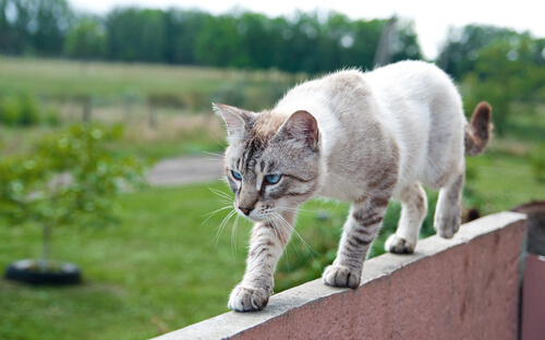 équilibre du chat