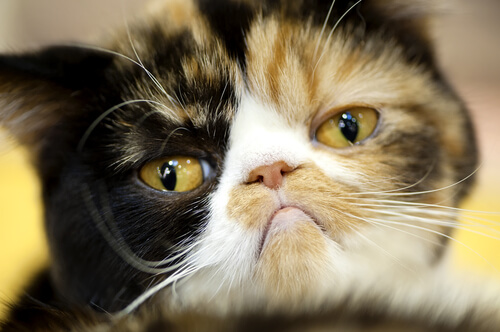 visages de chat mignons