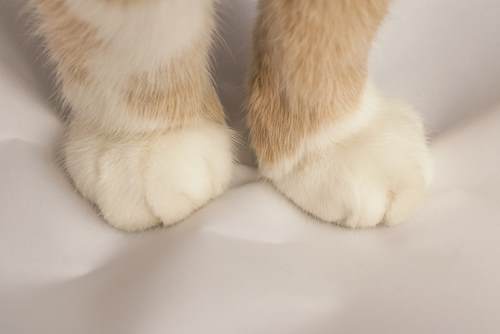 Image captivante d’un chat pétrissant avec ses pattes, un comportement qui reflète le confort, la nostalgie et un sentiment de sécurité.