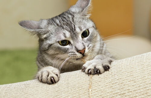 ongles de chat mignons