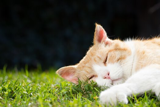 Tout sur les majestueux chats tigrés orange