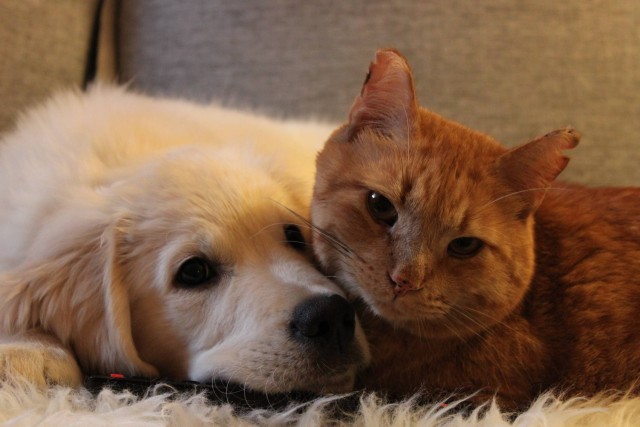 amitiés entre chats et chiens