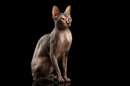 Noms de chats Sphynx