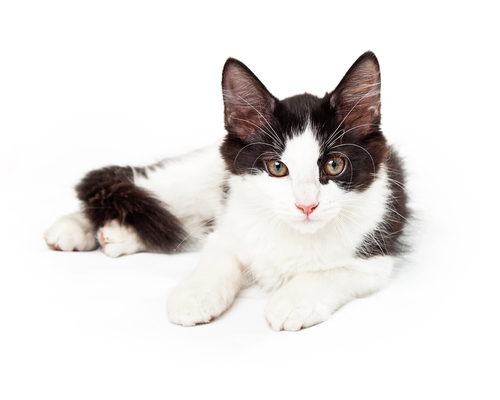 Un chat Tuxedo captivant avec un motif de pelage noir et blanc frappant.