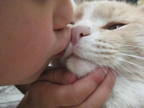 propriétaire embrassant le chat