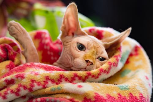 chat sans poils dormant sur une couverture