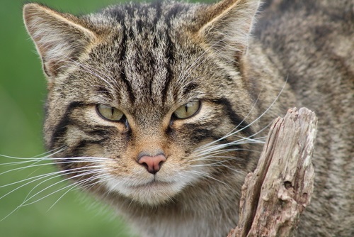 145 noms les plus populaires pour les chats tigrés