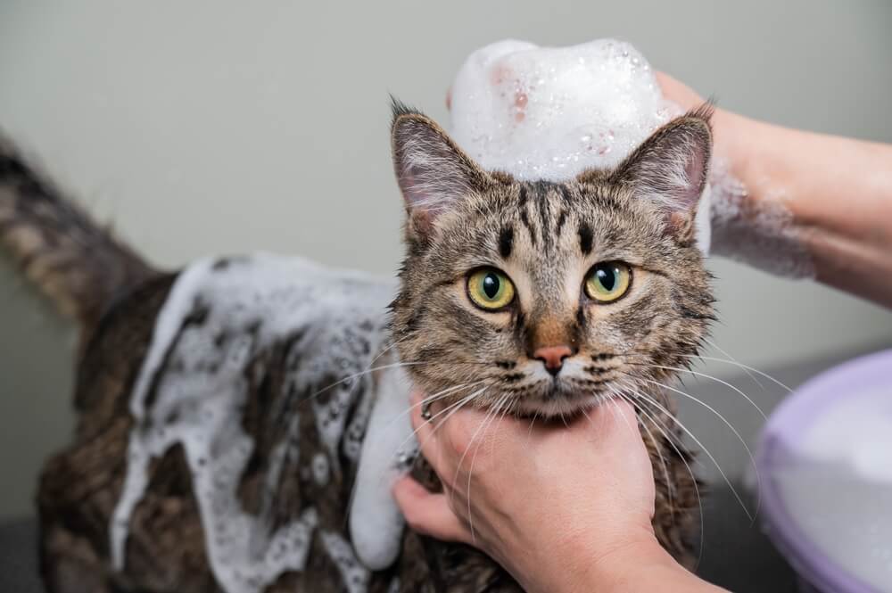 Une image représentant une femme en train de laver un chat tigré gris. La scène illustre le processus de toilettage et de soins du chat, mettant en évidence les efforts du propriétaire pour maintenir l'hygiène et la propreté du chat.