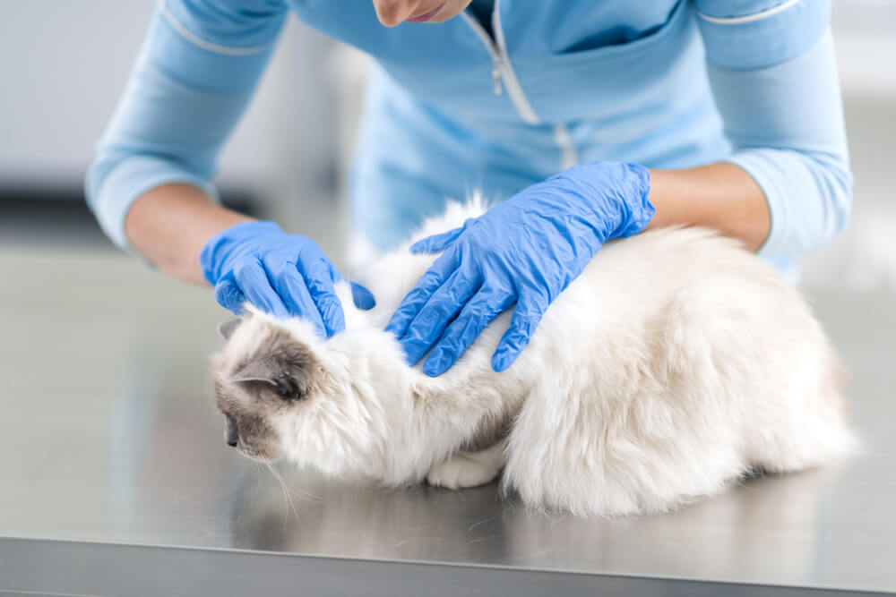 Une image représentant un vétérinaire examinant attentivement un beau chat à poils longs.