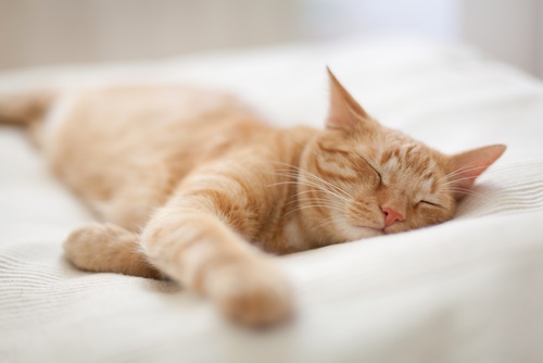 Image capturant la vue sereine d'un chat dans un sommeil profond, mettant en valeur sa capacité à trouver du réconfort et du repos dans diverses positions.