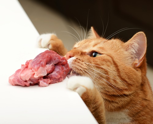 le chat mange de la viande