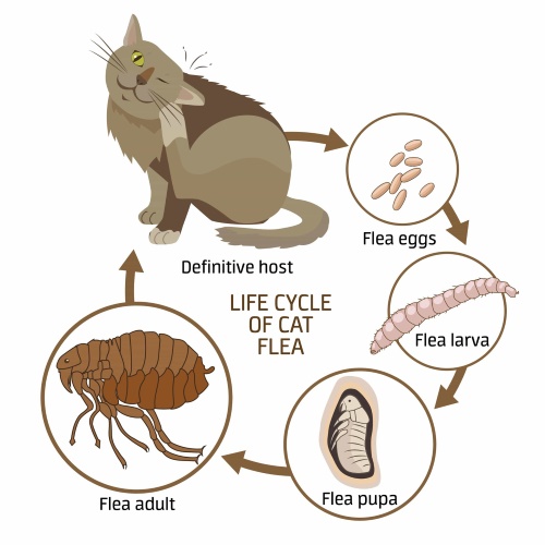 Illustration des causes des puces chez les chats