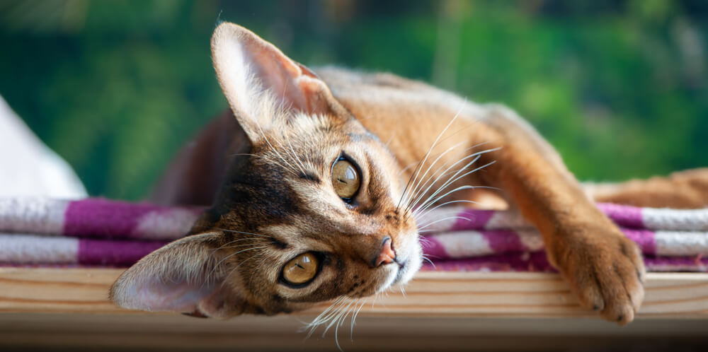 Chat tigré à tiques