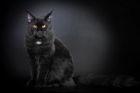 Image d'un chat Maine Coon noir assis et regardant attentivement