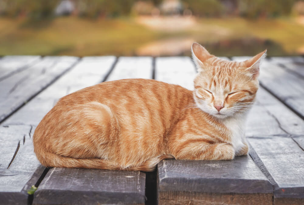 chat mâle tigré orange