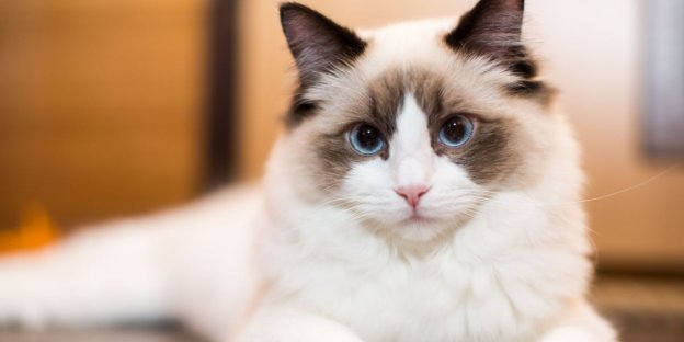 160 meilleurs noms de chats Ragdoll avec leur signification