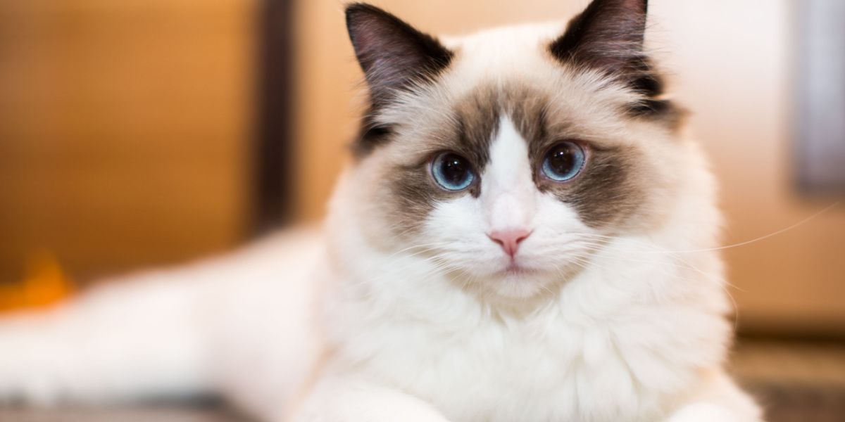 Magnifique jeune chat Ragdoll blanc de race pure, mettant en valeur sa nature élégante et douce.