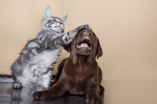 Des chats et un chien ensemble.