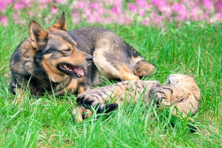 Chats et chiens cohabitent.