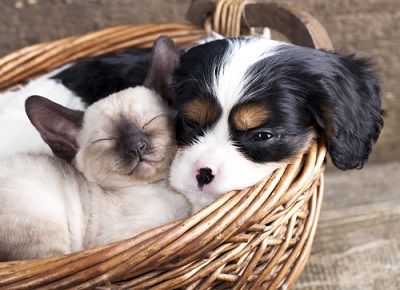 Chats et chiens dans une interaction amicale.