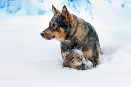 Les chats et les chiens s'entendent bien.