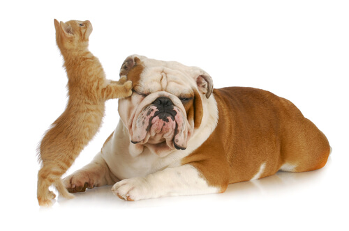 Chats et chiens cohabitent paisiblement.