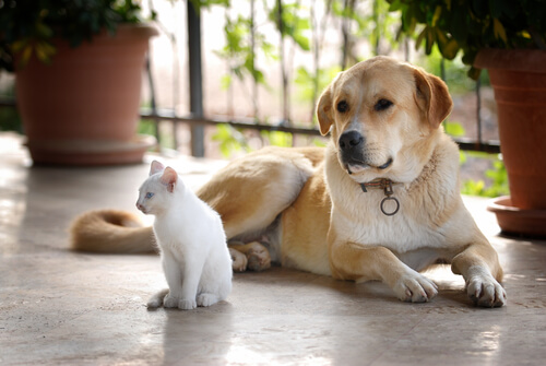 Chats et chiens vivant ensemble.