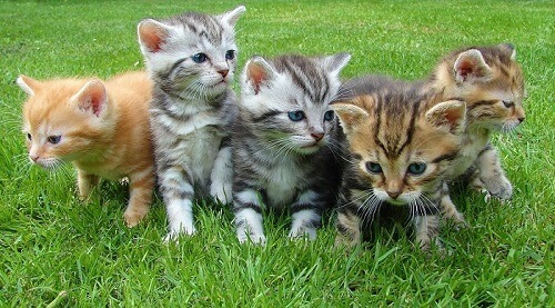 3 chats, c'est trop ?