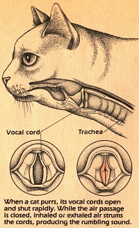 ronronnement de chat