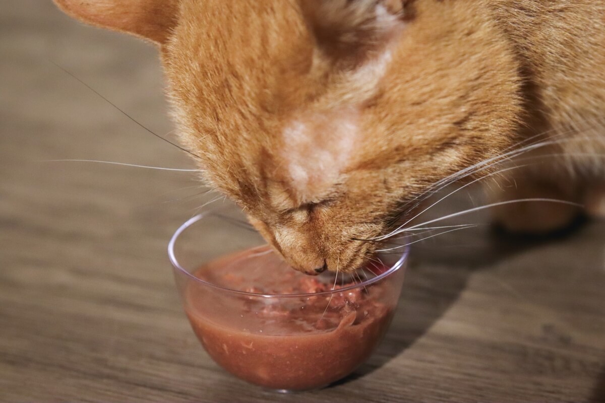 chat mangeant de la nourriture pour chat dans un bol