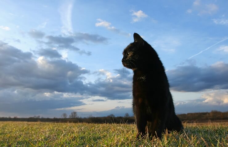 Photo d'un chat entouré d'herbe verte luxuriante, regardant ailleurs