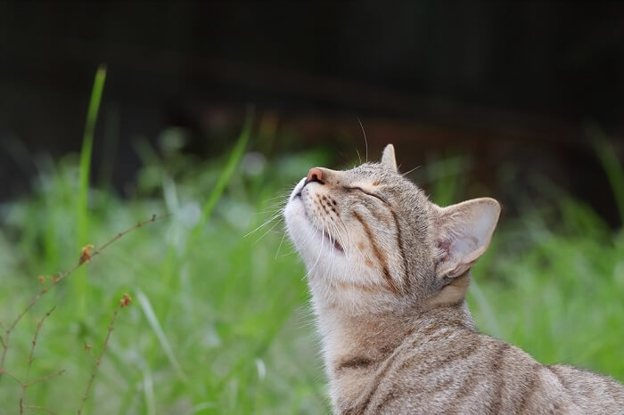 chat qui sent