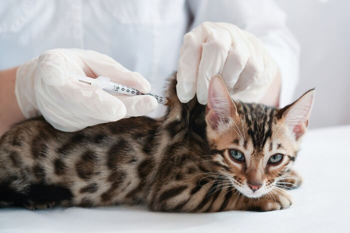 Représentation visuelle d'un chat recevant un vaccin