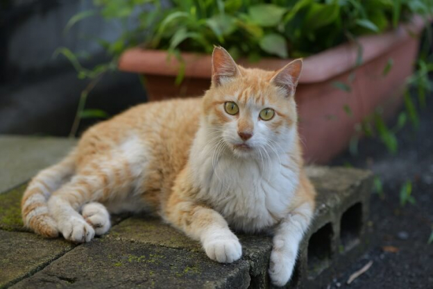 Noms de chats japonais – 101 noms exotiques pour chats avec leur