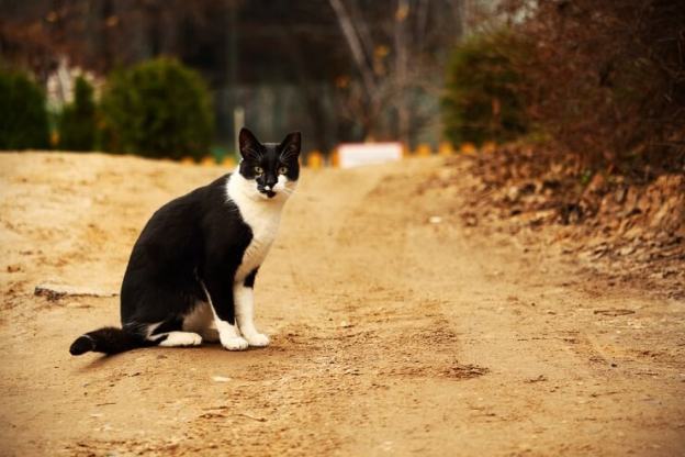 Noms de chats japonais – 101 noms exotiques pour chats avec leur