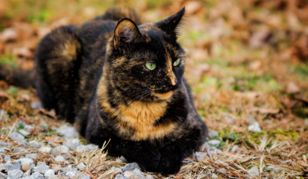 250 meilleurs noms pour les chats écailles de tortue