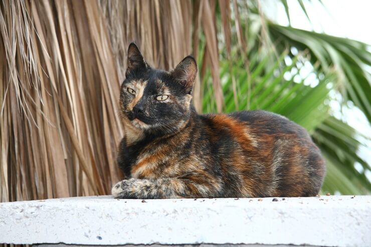 Un chat écaille de tortue unisexe, affichant le motif de pelage distinctif de cette variété féline.