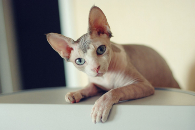 150 meilleurs noms de chats pour les chats Sphynx