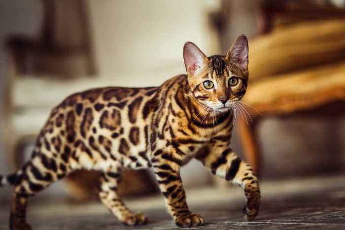 Taille du chat du Bengal