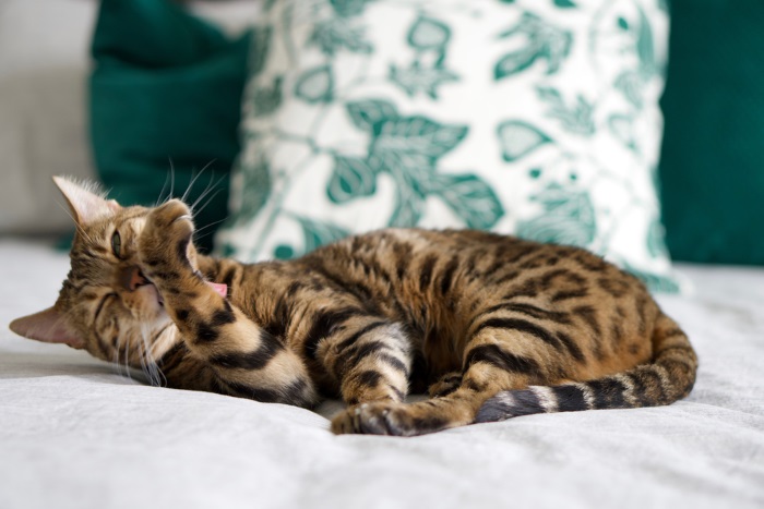 Un chat du Bengal soigne méticuleusement sa fourrure, mettant en valeur son élégance inhérente et sa routine de soins personnels.