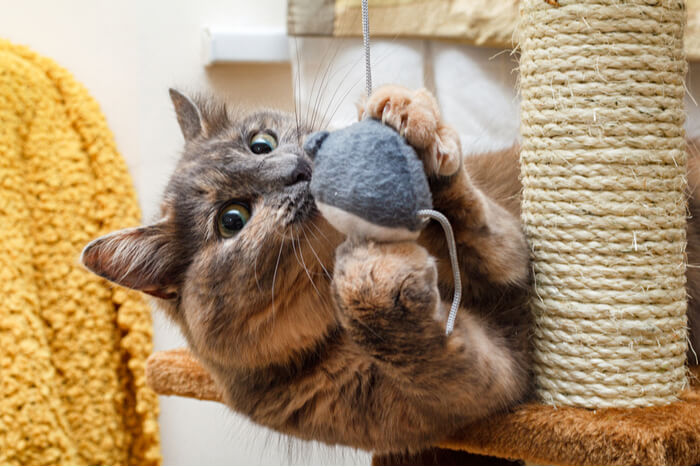 Chat écaille de tortue jouant