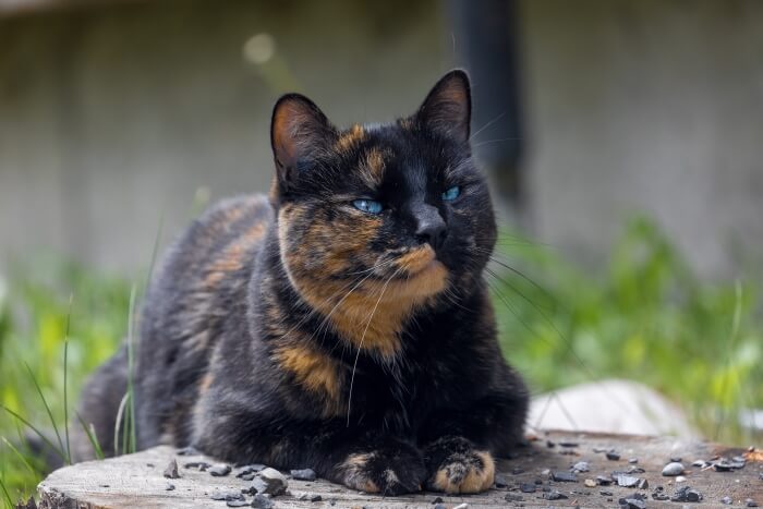 Durée de vie du chat écaille de tortue