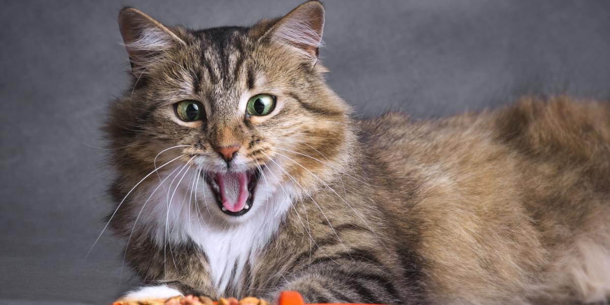 Les chats sibériens dans une image compressée, mettant en valeur leur présence unique et captivante