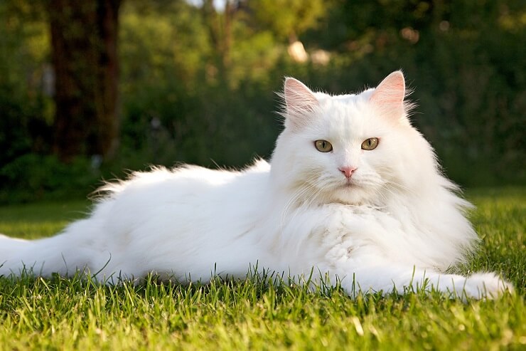 Chat sibérien