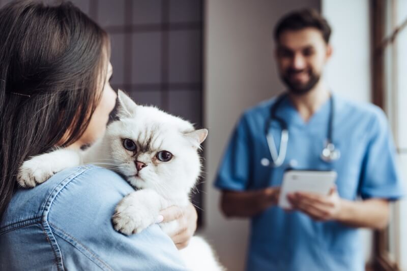 Représentation visuelle d'un vétérinaire procédant à un examen sur un chat tandis que le chat est doucement tenu par son propriétaire.