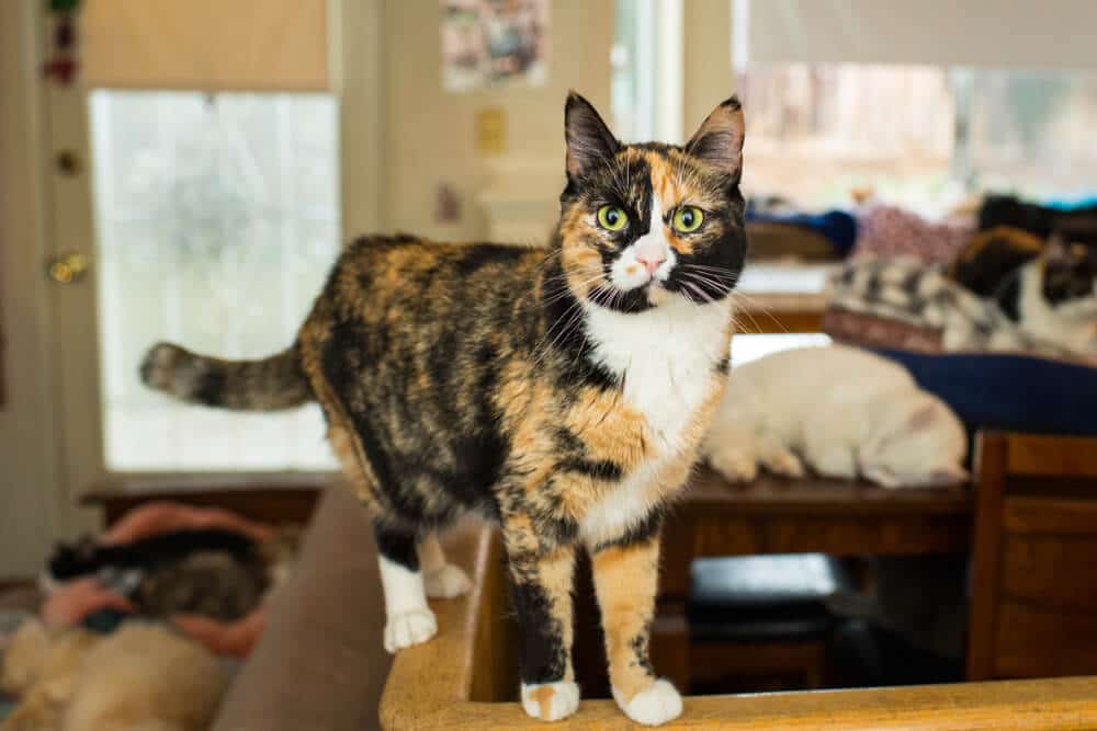 Chat debout avec confiance sur une table.