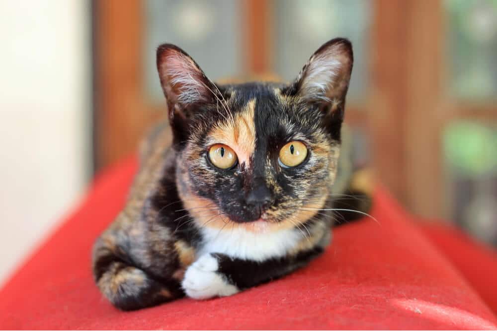 Chat assis sur un canapé rouge, observant attentivement son environnement.