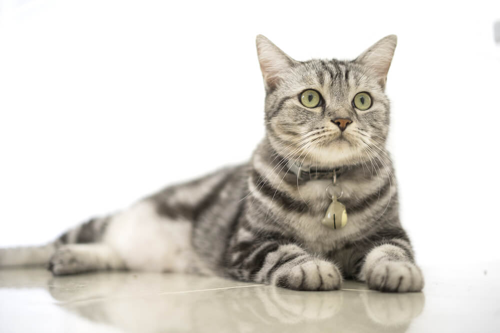 Chat American Shorthair, incarnant le charme classique et durable de cette race