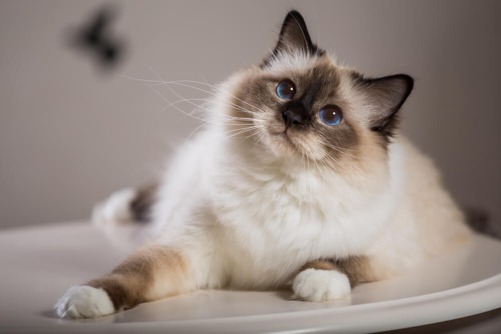 Image liée aux noms de chats Birman, offrant des suggestions de noms pour cette jolie race féline