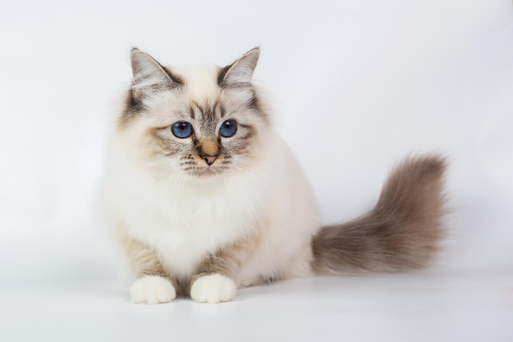 Adorable chaton Birman mettant en valeur son charme et son innocence.